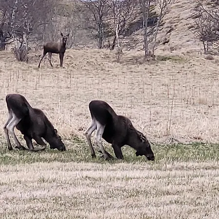 Paul's House Saltstraumen