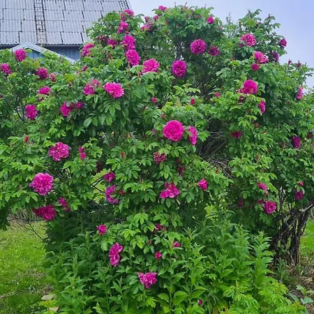 別荘 Paul's House Saltstraumen